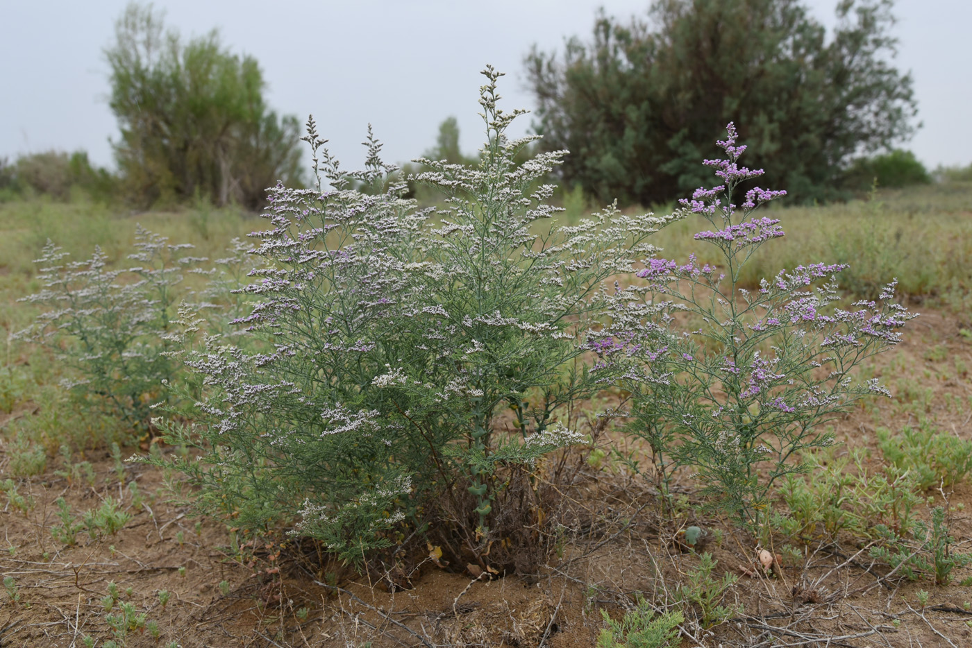 Изображение особи Limonium otolepis.