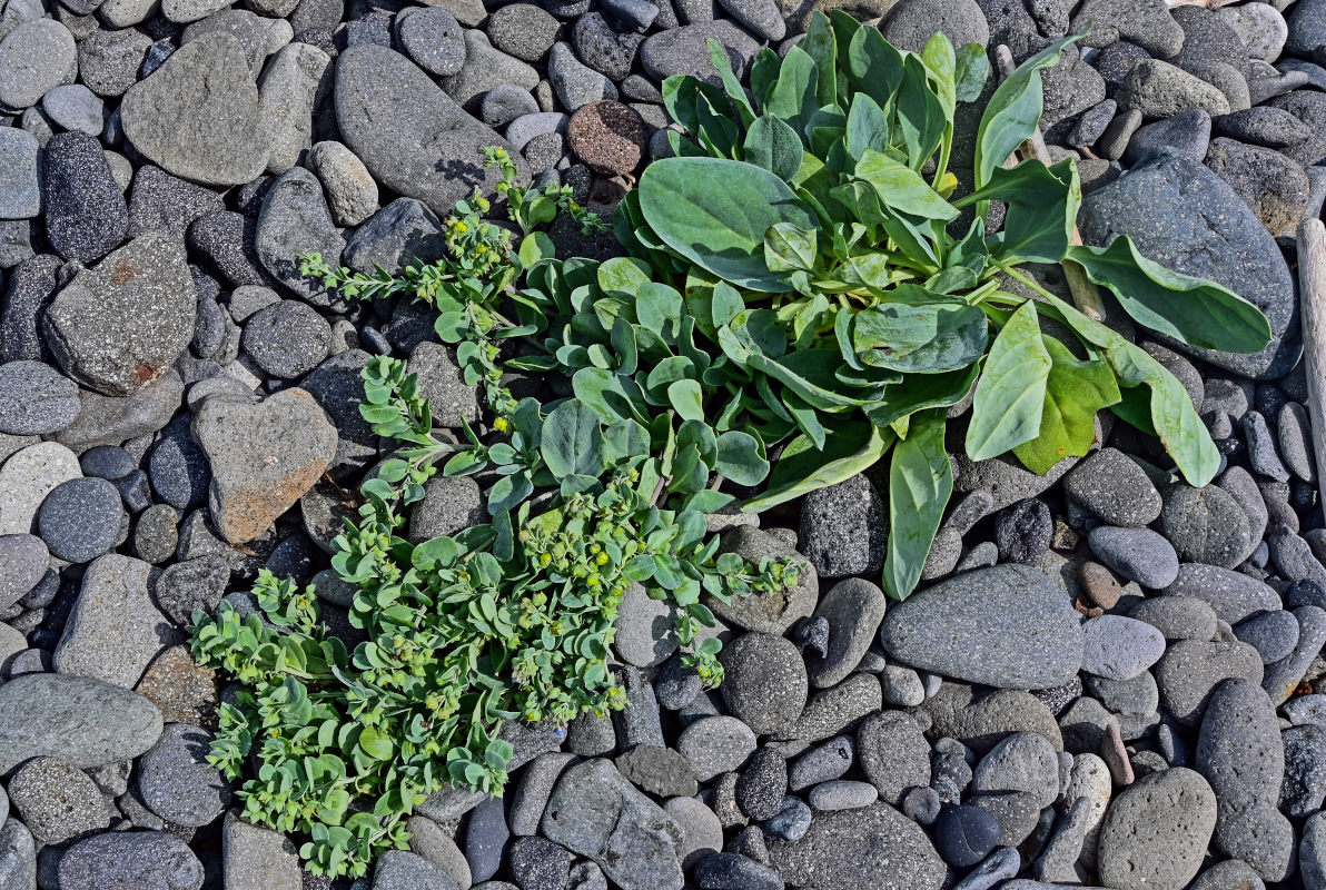 Изображение особи Mertensia maritima.
