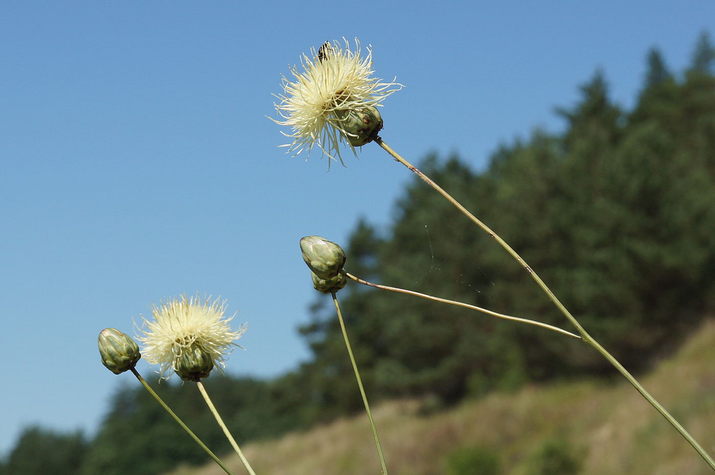 Изображение особи Rhaponticoides ruthenica.