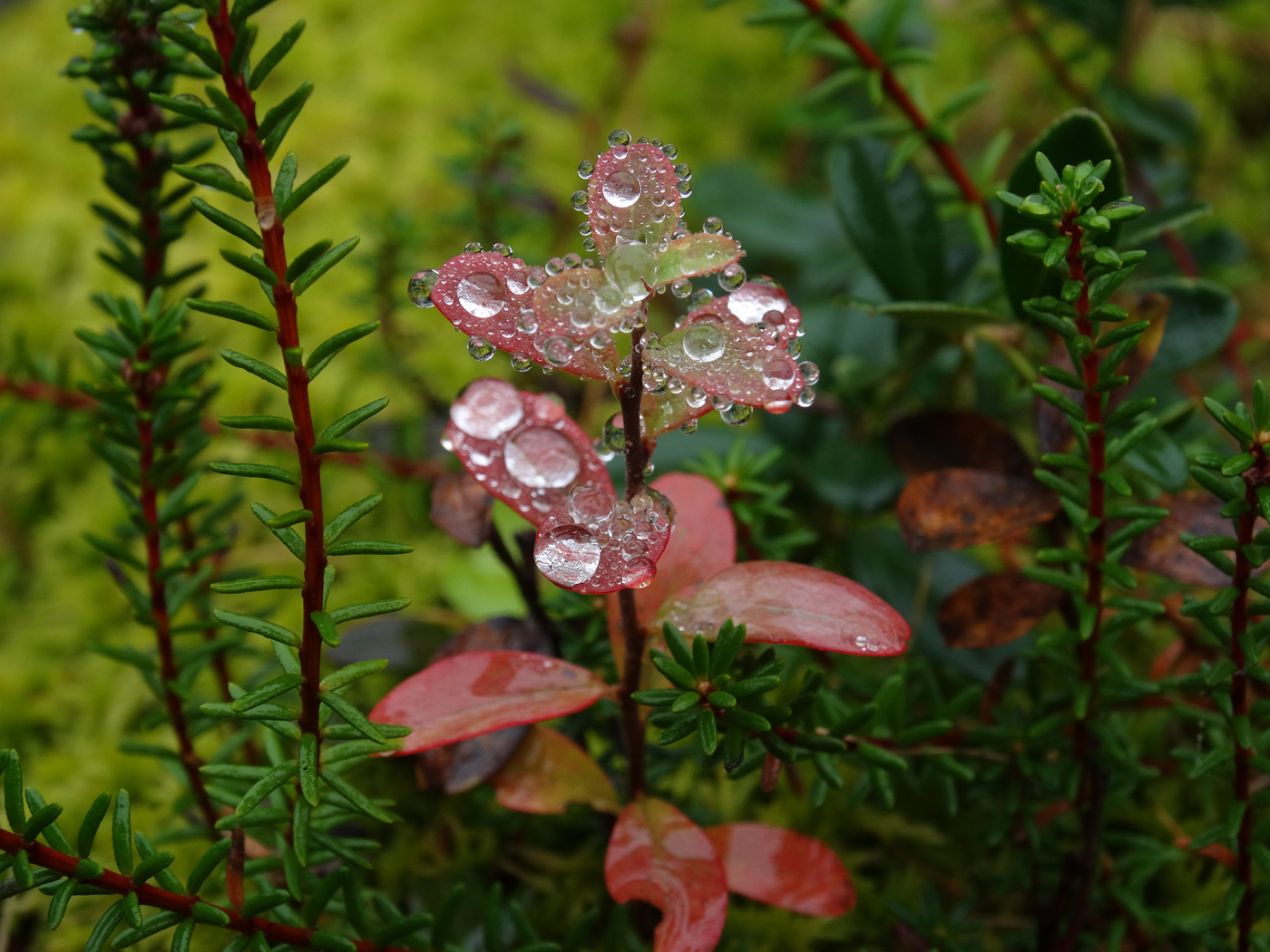 Изображение особи Vaccinium uliginosum.