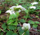 Moneses uniflora