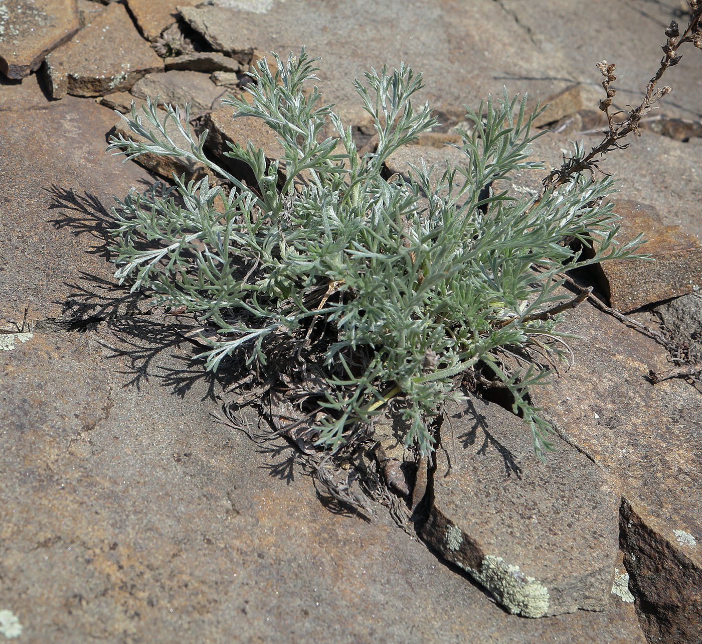 Изображение особи Artemisia campestris.