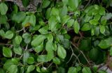 Hedera colchica. Верхушки побегов. Грузия, Имеретия, каньон Окаце, на скале. 15.06.2023.
