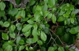 Hedera colchica