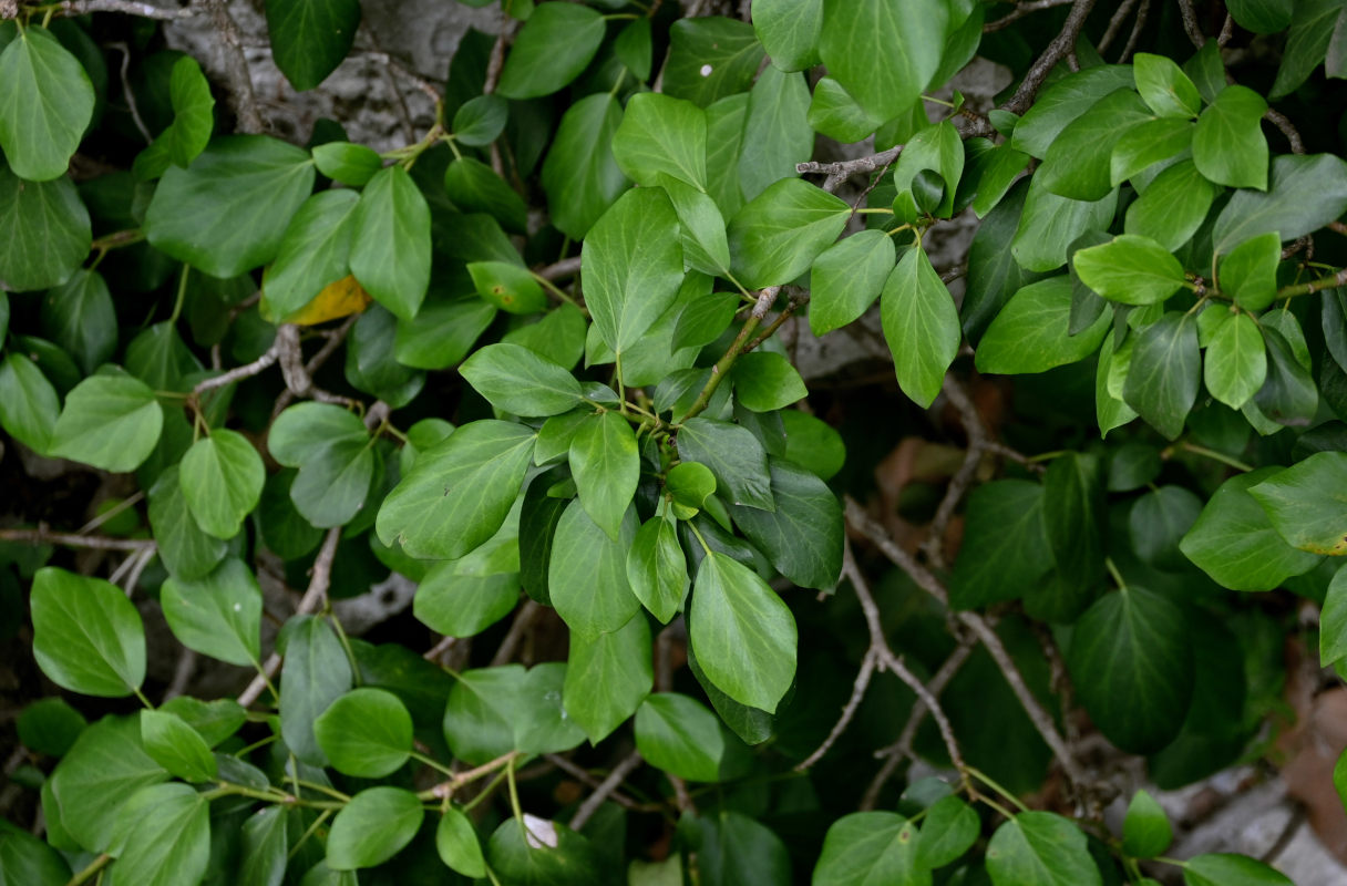 Image of Hedera colchica specimen.