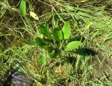 Alisma plantago-aquatica