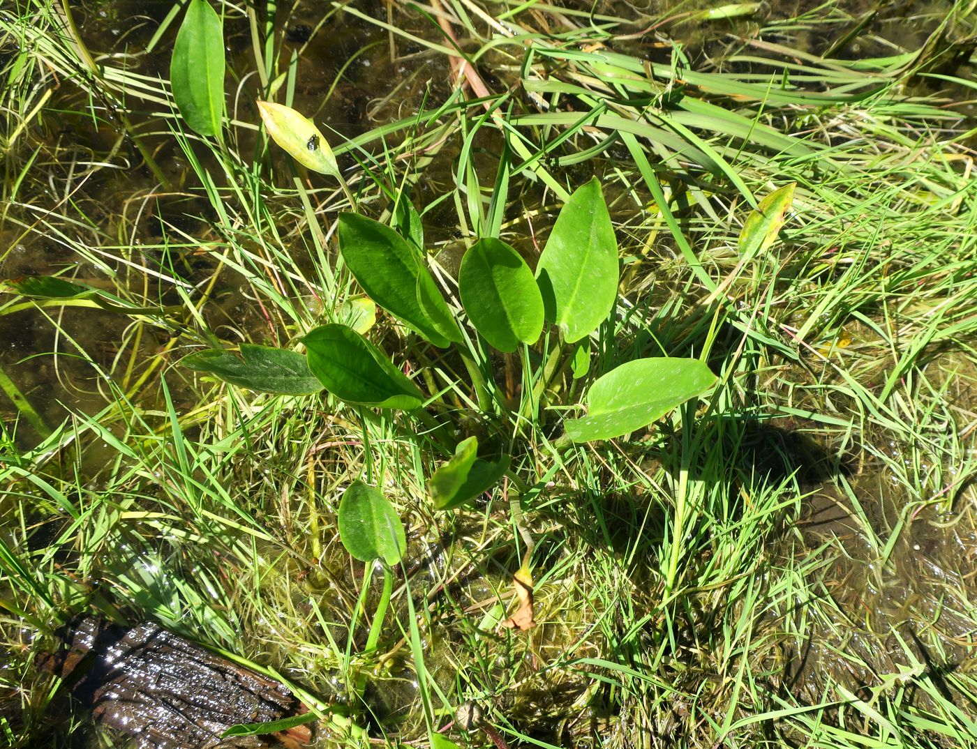 Изображение особи Alisma plantago-aquatica.