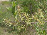 Salix bebbiana