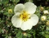 Dasiphora fruticosa