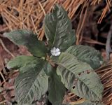 Trientalis europaea