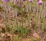 Iris pineticola