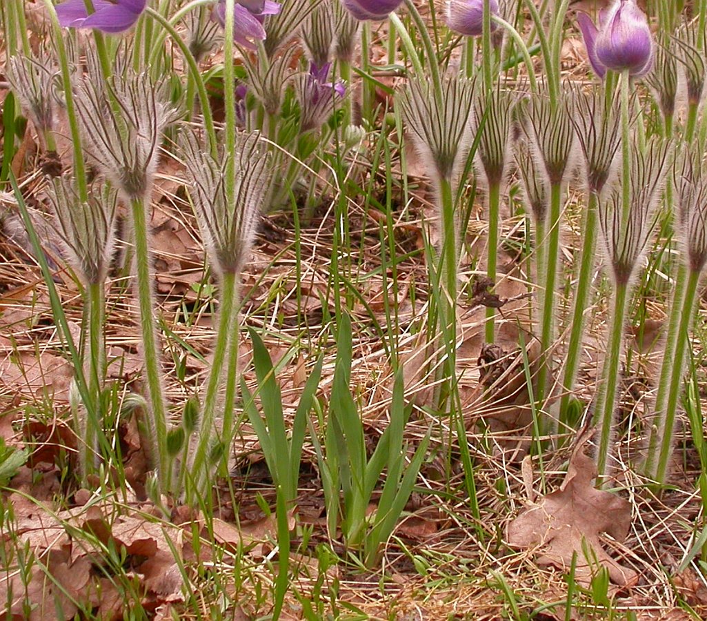 Изображение особи Iris pineticola.