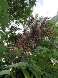 Aralia elata