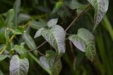 Solanum dulcamara