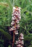 Orobanche alba. Верхушка цветущего растения. Ростовская обл., Аксайский р-н, окр. хутора Александровка, правый коренной берег р. Аксай, в балке. Начало июня 2006 г.