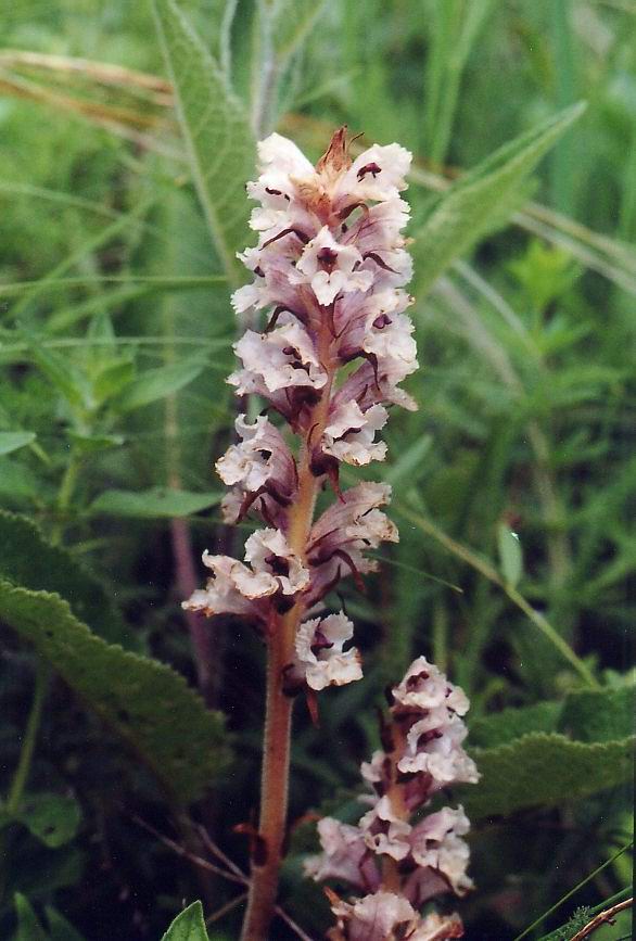 Image of Orobanche alba specimen.