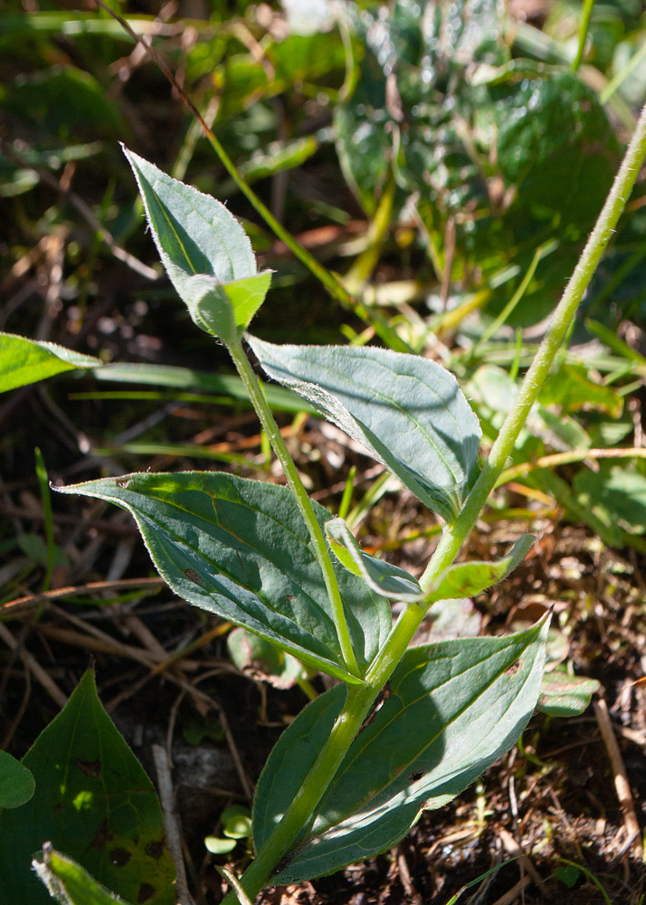 Изображение особи Mertensia pubescens.