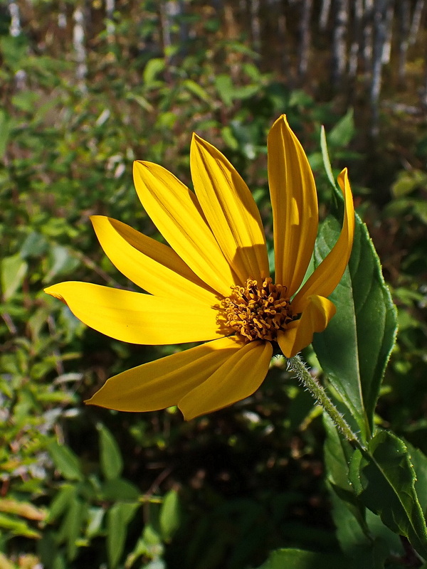 Изображение особи Helianthus tuberosus.