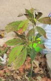 Persea americana