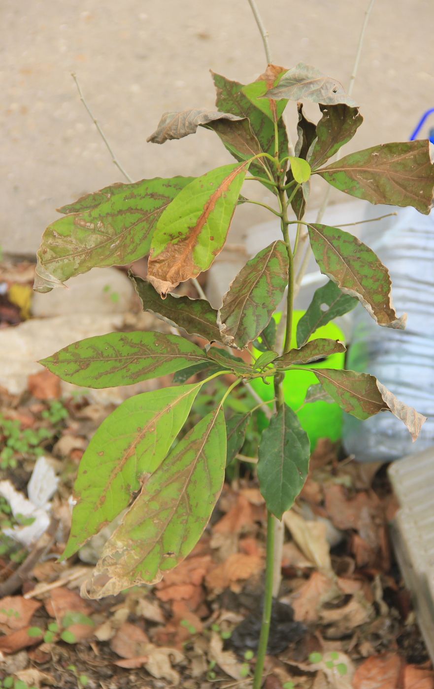 Image of Persea americana specimen.