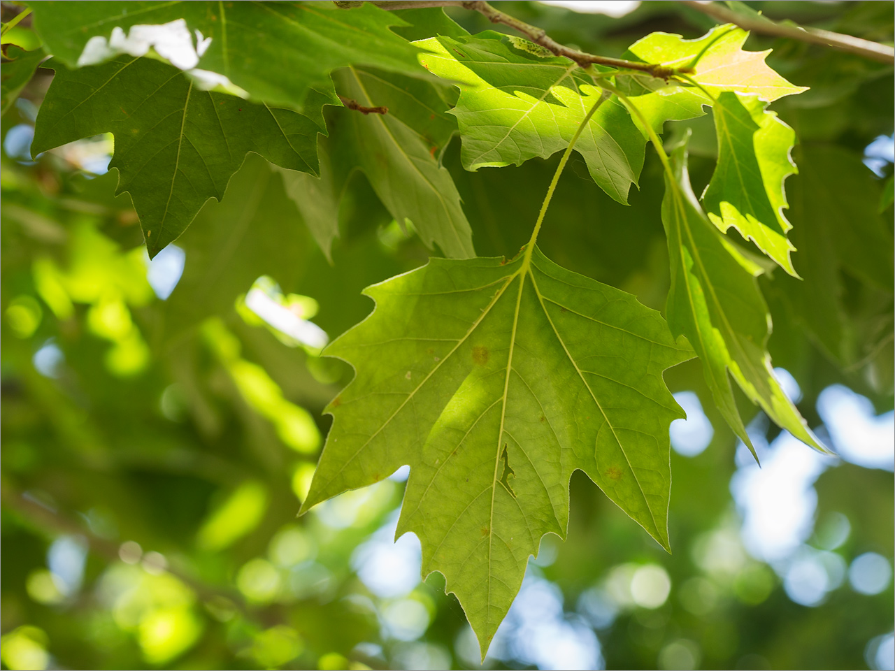 Image of Platanus × acerifolia specimen.
