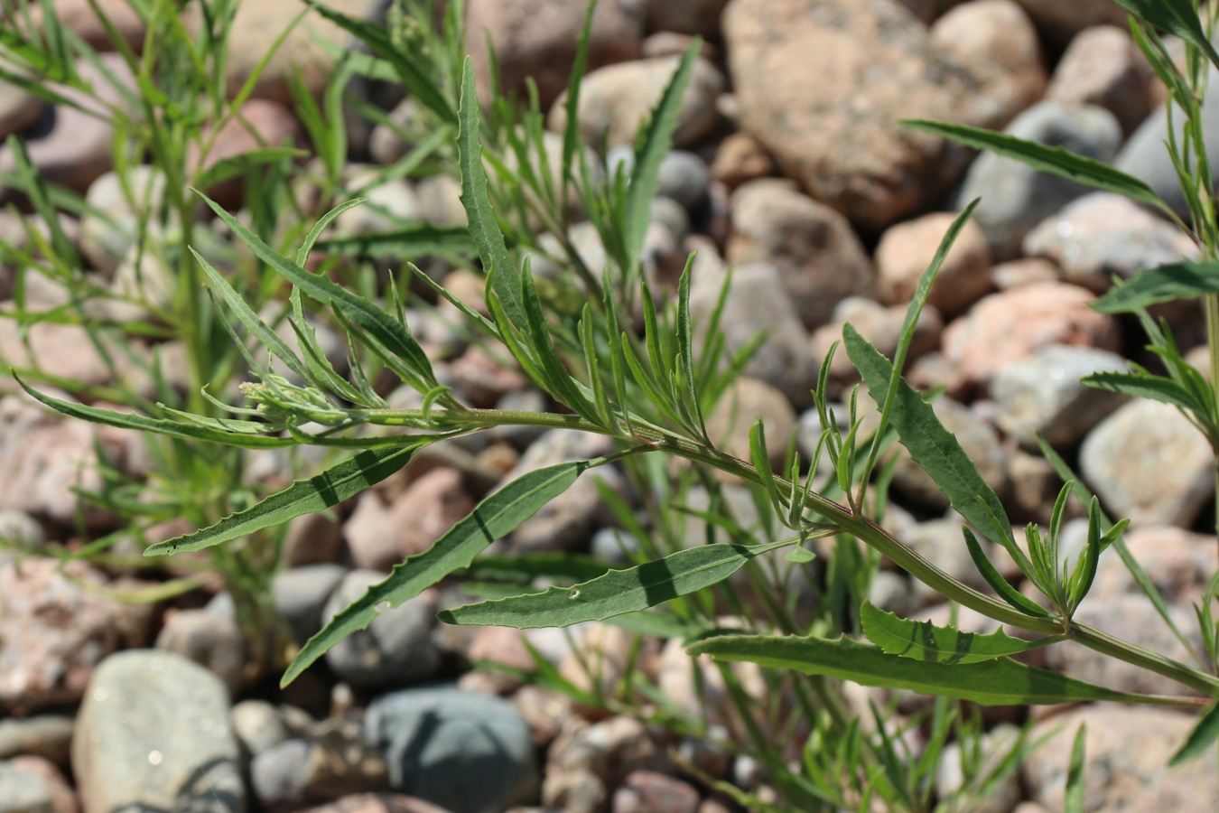 Image of Atriplex littoralis specimen.