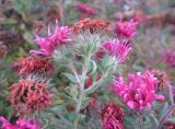 Symphyotrichum novae-angliae. Верхушка отцветающего растения. Крым, Симферополь, ботсад университета. 30 октября 2010 г.