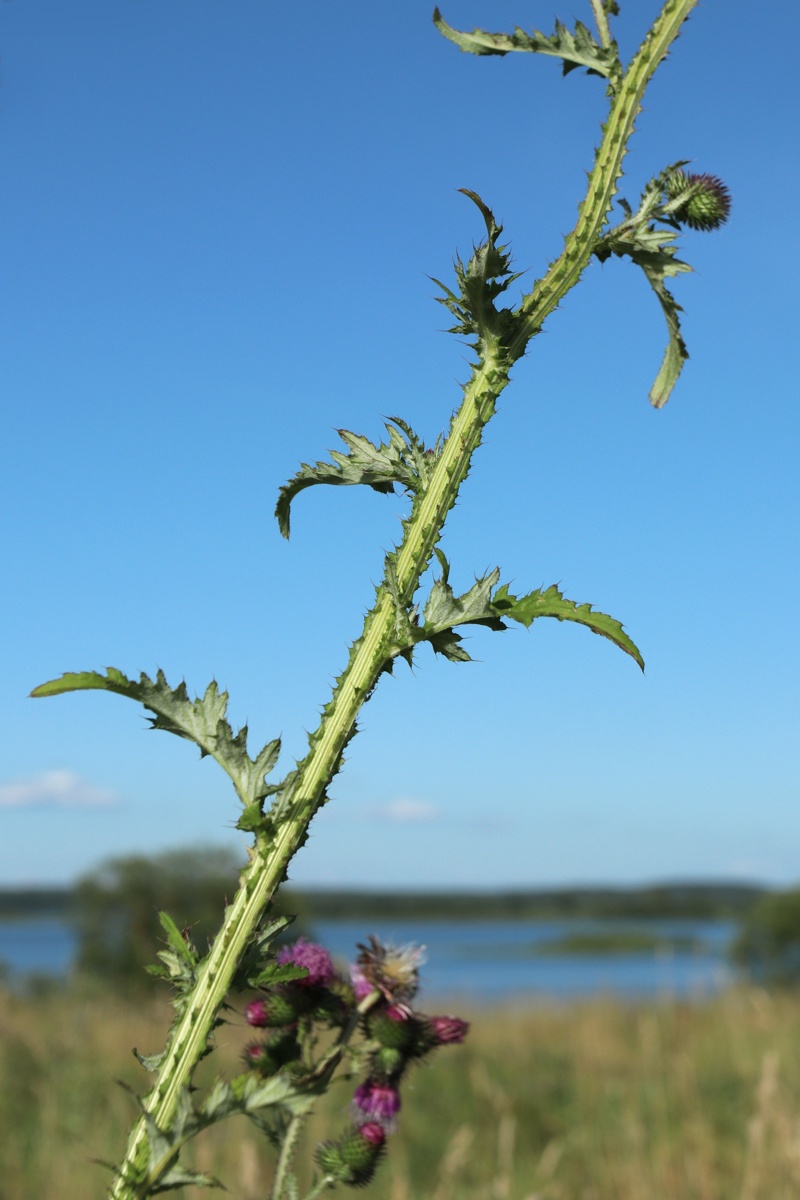 Изображение особи Carduus crispus.