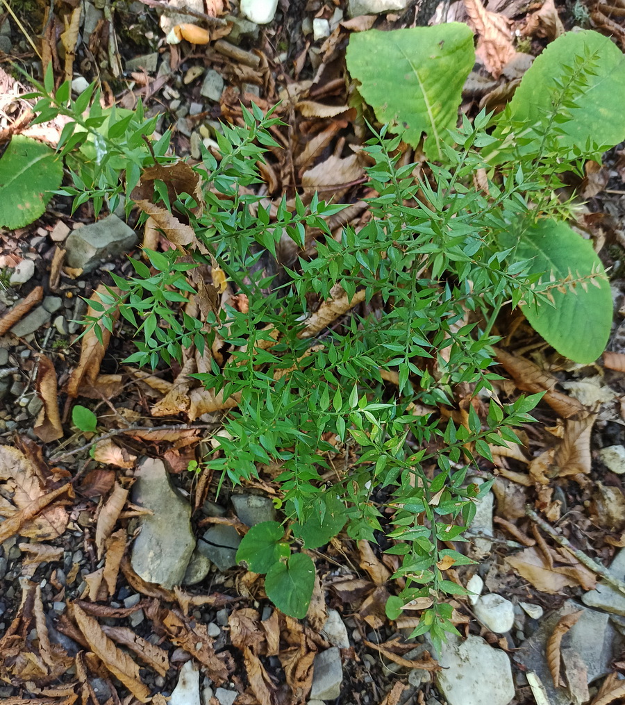 Изображение особи Ruscus aculeatus.