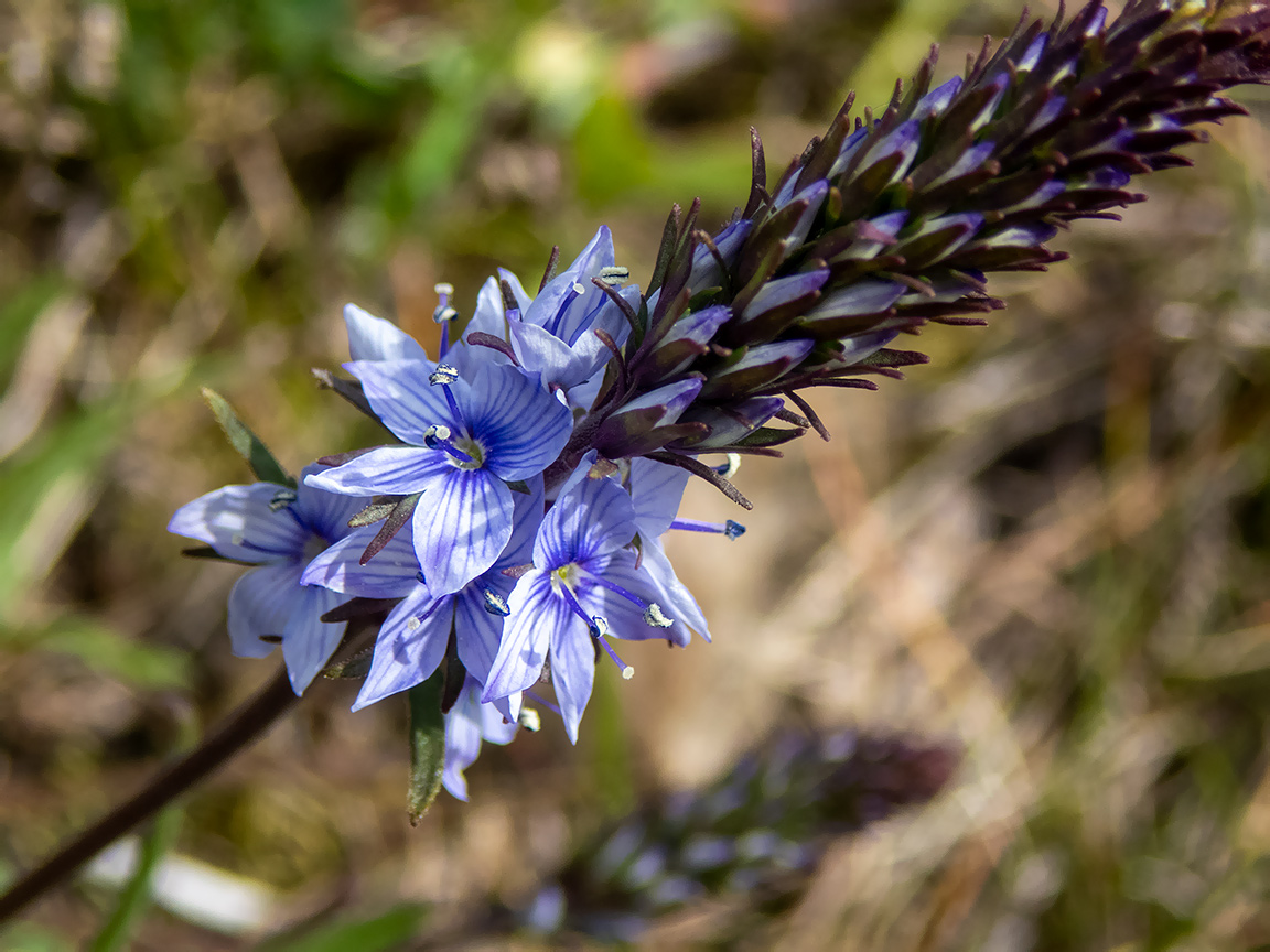 Image of Veronica teucrium specimen.