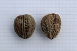 Juglans mandshurica. Косточки плодов, перезимовавшие на земле (отмыты, высушены и чуть увлажнены; сторона клетки - 5 мм). Беларусь, г. Витебск, ул. Ленина ок. д. 32, в озеленении. Собрано 04.05.2025.
