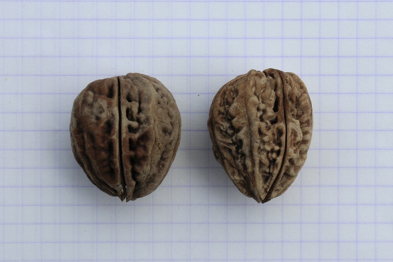 Image of Juglans mandshurica specimen.