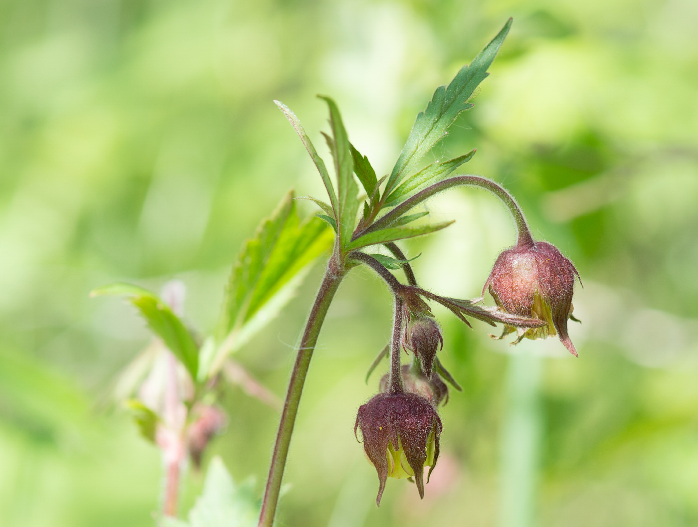 Изображение особи Geum rivale.