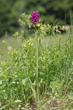 Anacamptis &times; simorrensis ssp. ticinensis