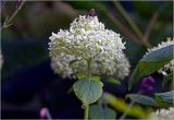 Hydrangea arborescens. Соцветие с сидящей мухой и лист. Московская обл., Раменский р-н, окр. дер. Хрипань, садовый участок. 23.06.2025.