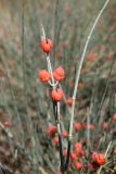 genus Ephedra