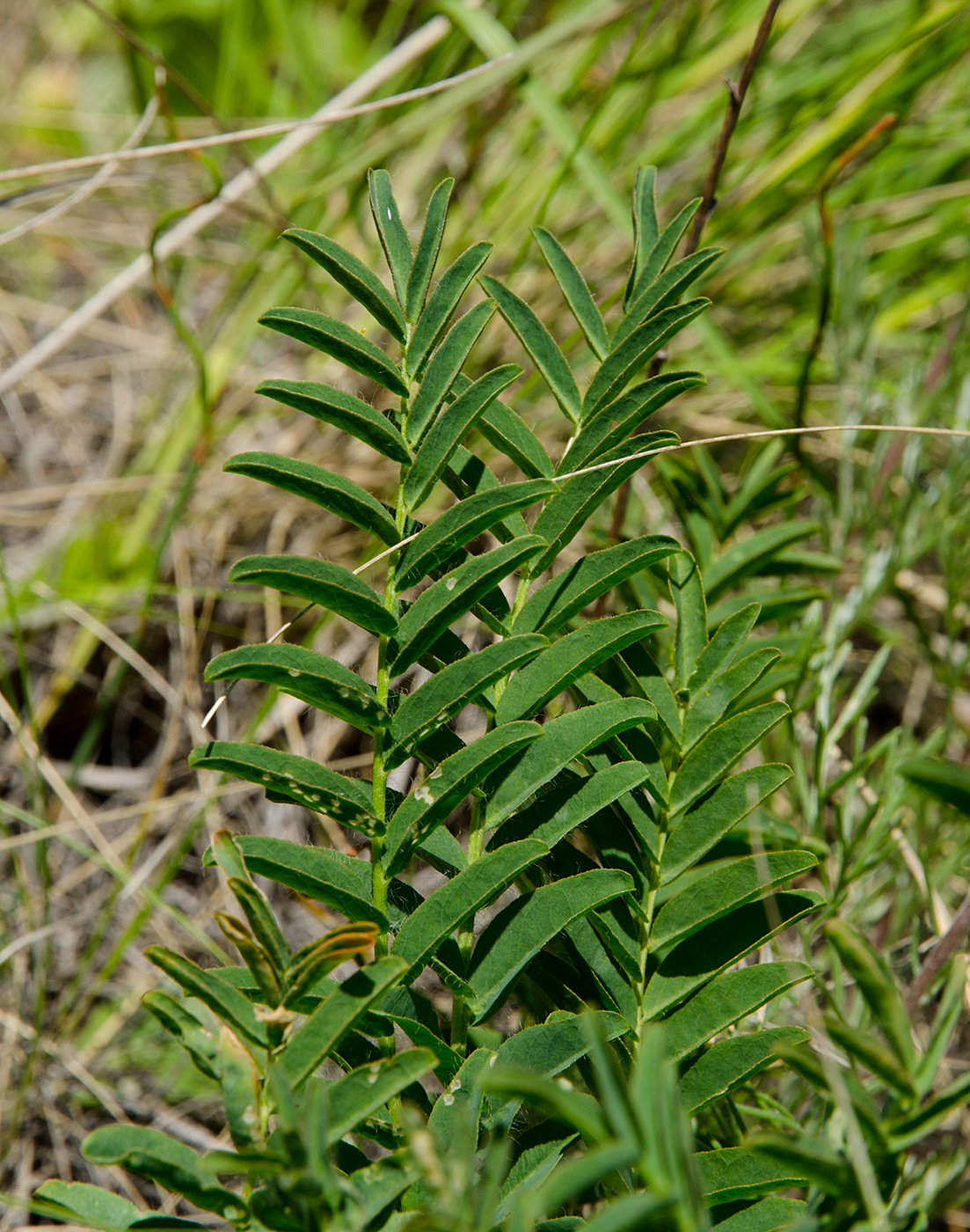Изображение особи Astragalus wolgensis.