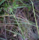 Galium octonarium. Мутовки листьев в средней части цветущего побега. Ростовская обл., окр. г. Донецк, разнотравный луг вдоль асфальтовой дорожки. 14.06.2025.