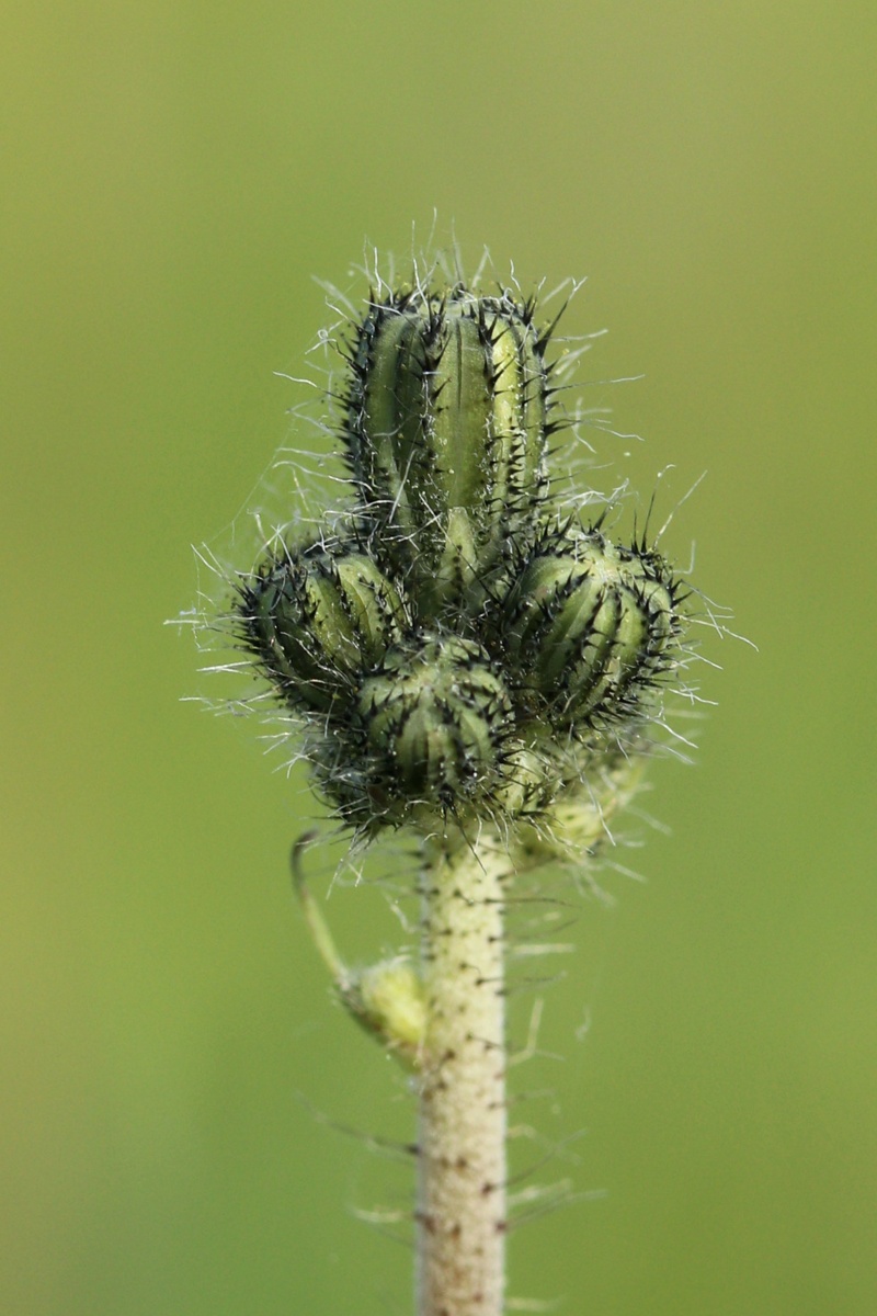 Image of genus Pilosella specimen.