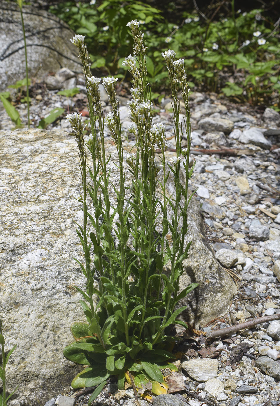 Image of Arabis hirsuta specimen.