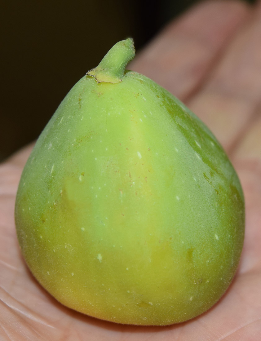 Изображение особи Ficus carica.