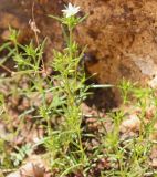 Minuartia hybrida