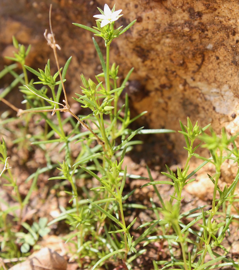 Изображение особи Minuartia hybrida.