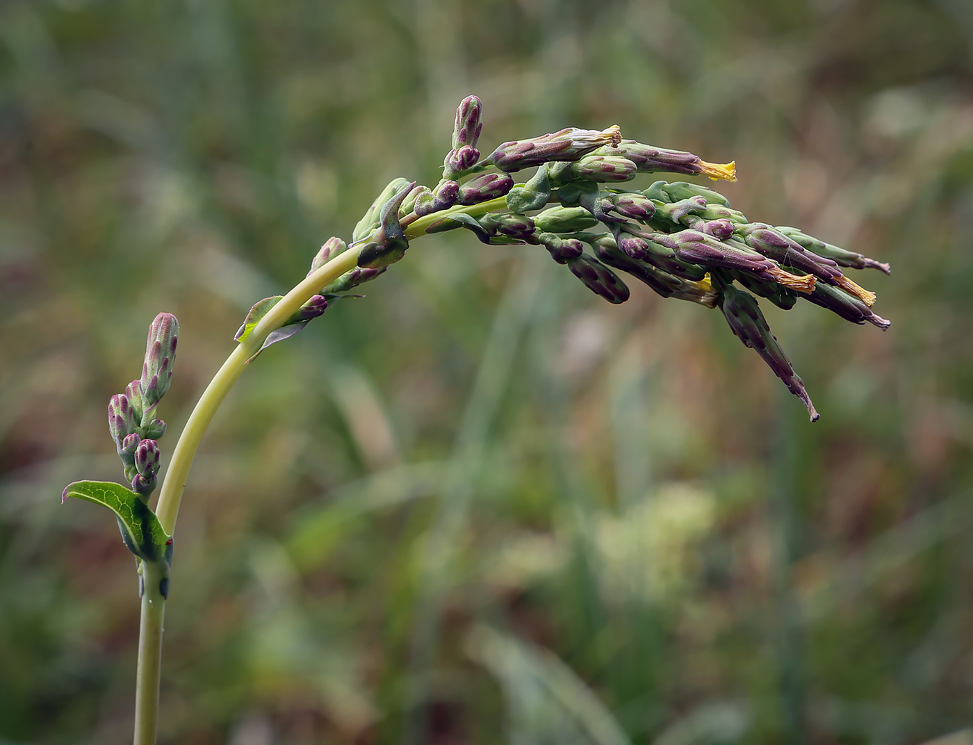 Изображение особи Lactuca serriola.