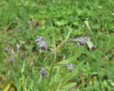 Cynoglossum officinale. Верхушка расцветающего растения. Кабардино-Балкария, Эльбрусский р-н, дол. р. Адылсу, 1 км ниже альплагеря \"Джантуган\", луг. 17 июня 2025 г.
