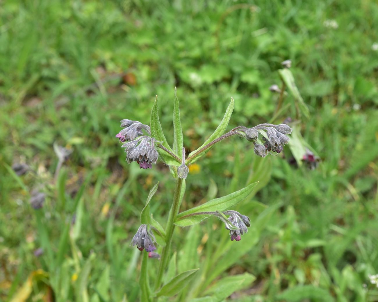 Изображение особи Cynoglossum officinale.