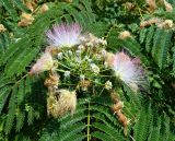 род Albizia. Верхушка побега с соцветием и части листьев. Испания, Галисия, пров. Понтеведра, г. Кангас. Июль.