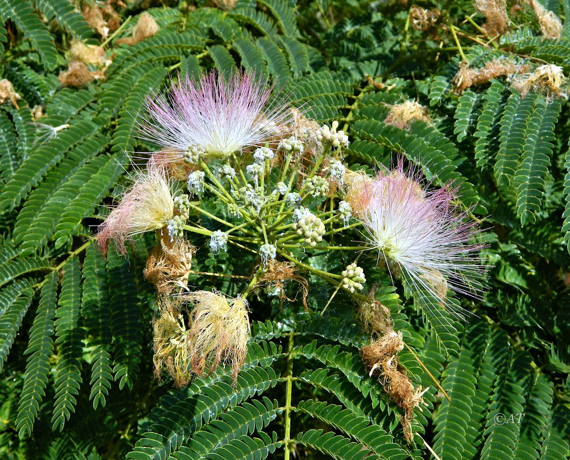 Изображение особи Albizia julibrissin.
