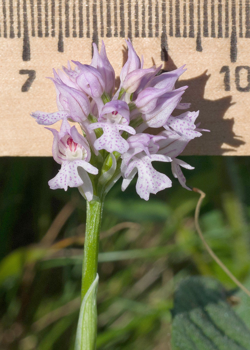 Image of Neotinea tridentata specimen.