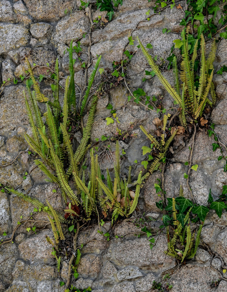 Image of Nephrolepis cordifolia specimen.